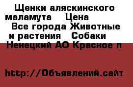 Щенки аляскинского маламута  › Цена ­ 15 000 - Все города Животные и растения » Собаки   . Ненецкий АО,Красное п.